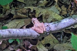 PXL_20220713_175625044