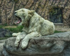 A Complete Beginner's Guide to Parque de las Leyendas DSC_2466_edited_edited