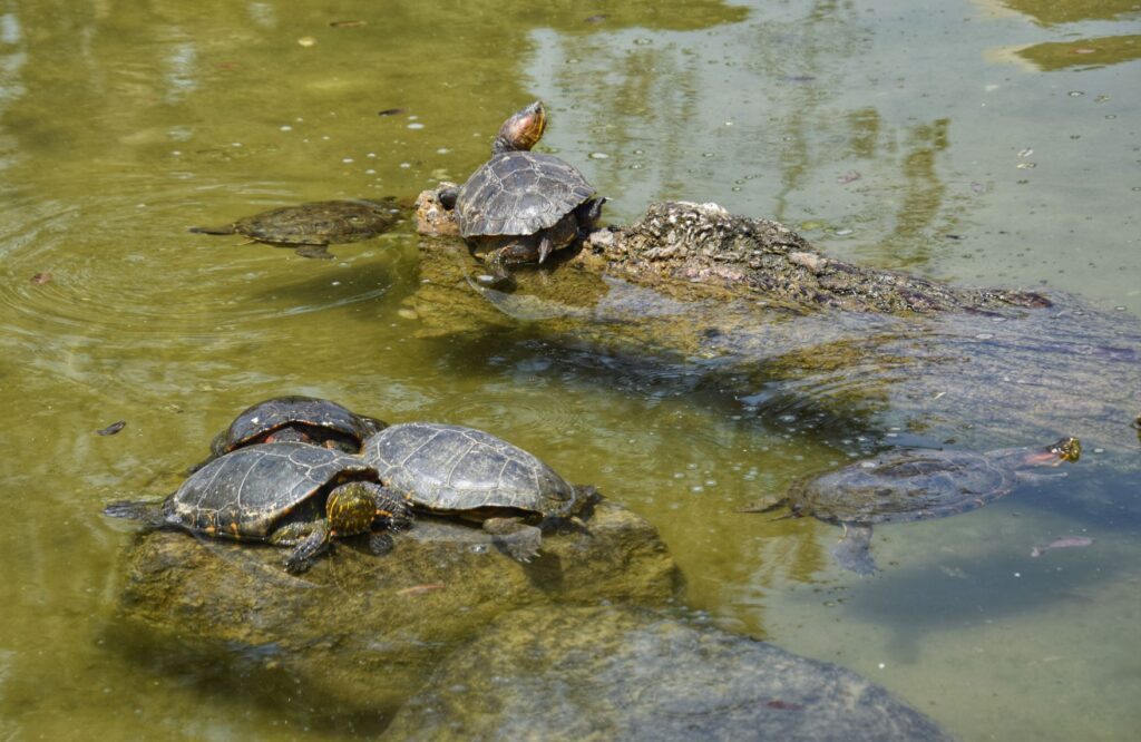 Parque de las Leyendas two travel turtles