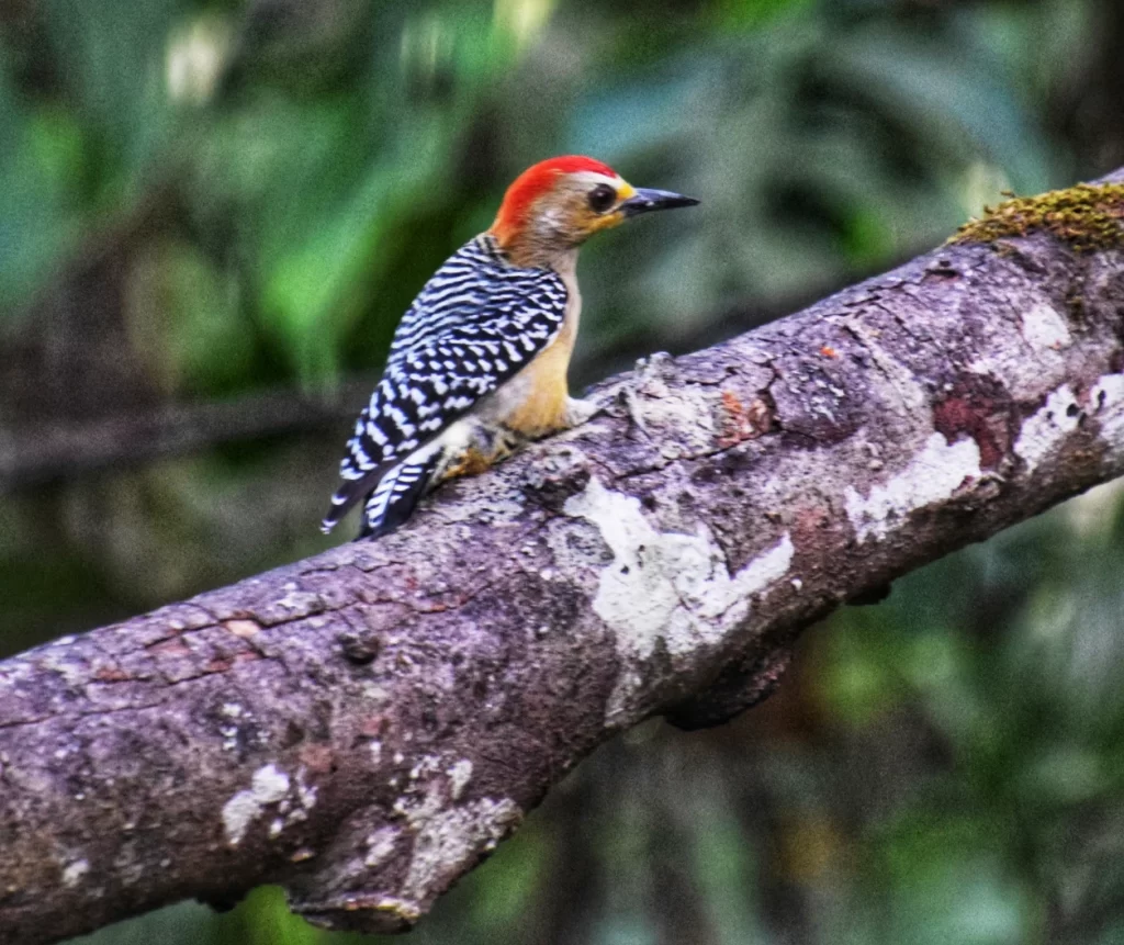 minca colombia two travel turtles