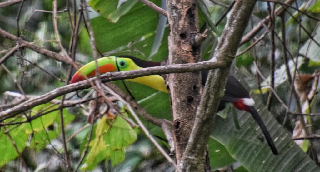 minca colombia two travel turtles