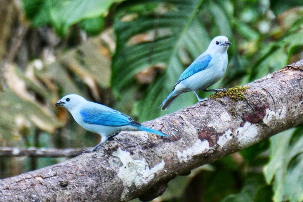 minca colombia two travel turtles