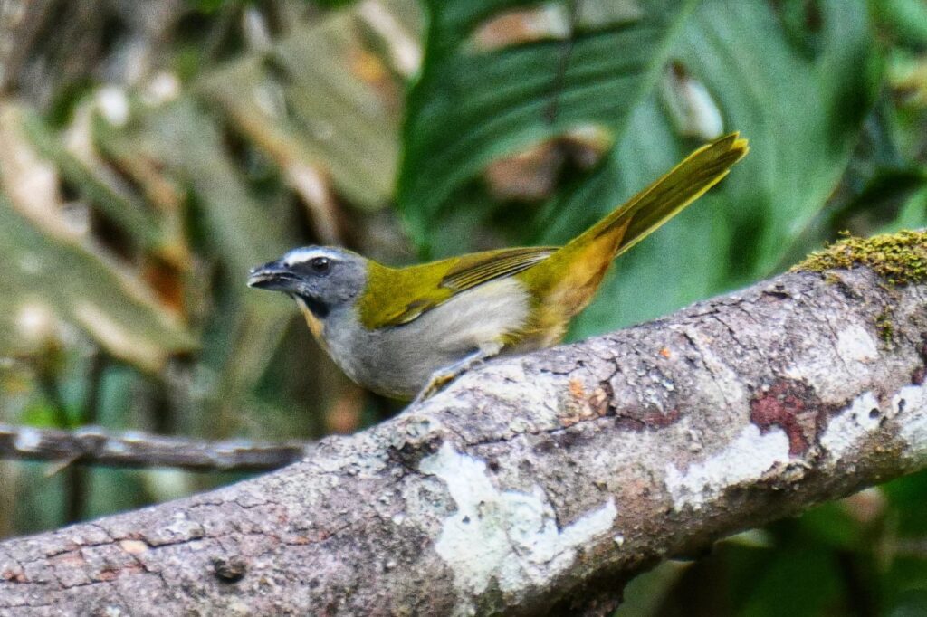minca colombia two travel turtles