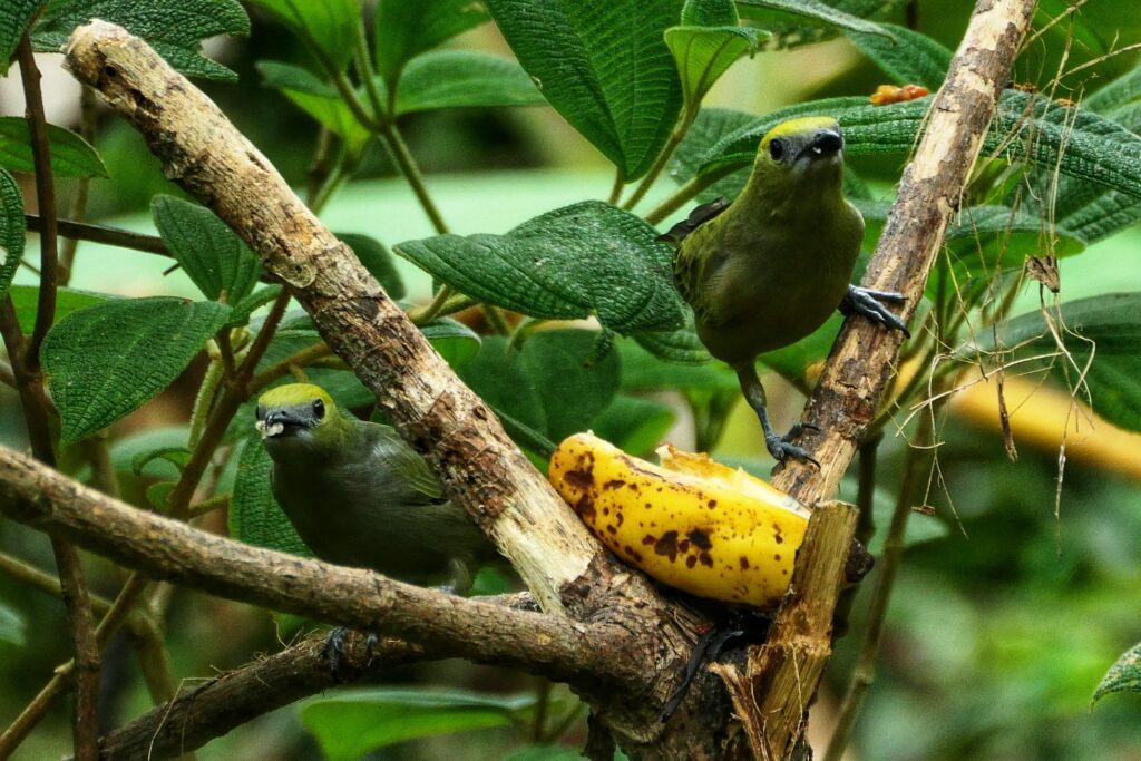 minca colombia two travel turtles
