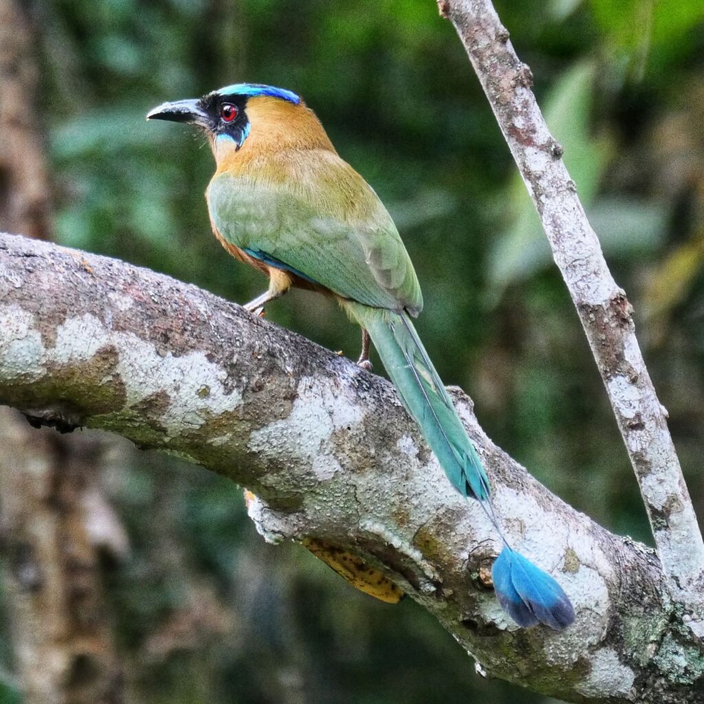 minca colombia two travel turtles