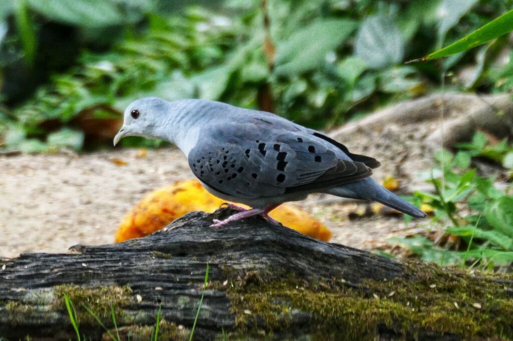minca colombia two travel turtles