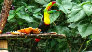 Hiking and Birdwatching in Minca Colombia - An Easy Daytrip Guide PANA2462_edited (2)