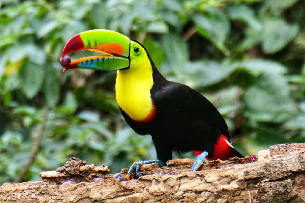 minca colombia two travel turtles