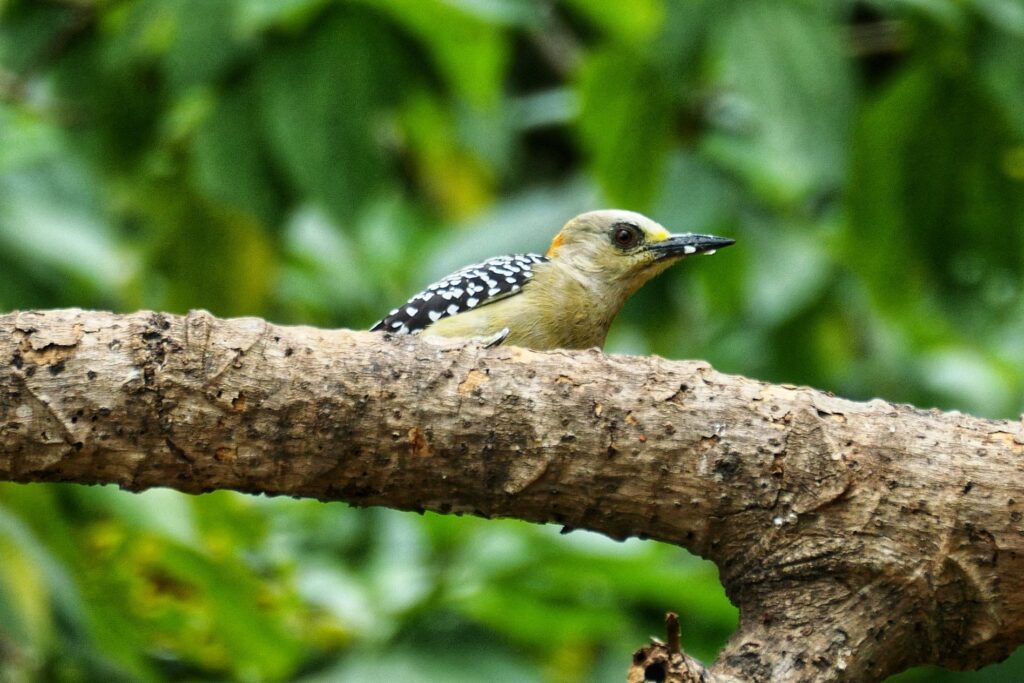 minca colombia two travel turtles
