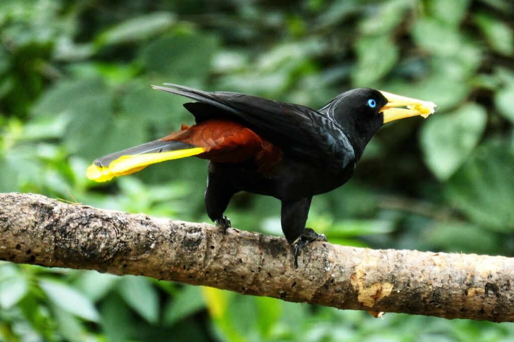 minca colombia two travel turtles