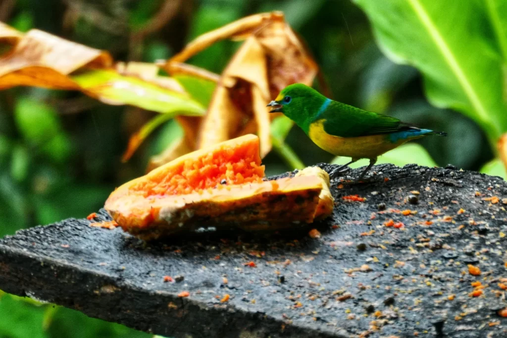 minca colombia two travel turtles