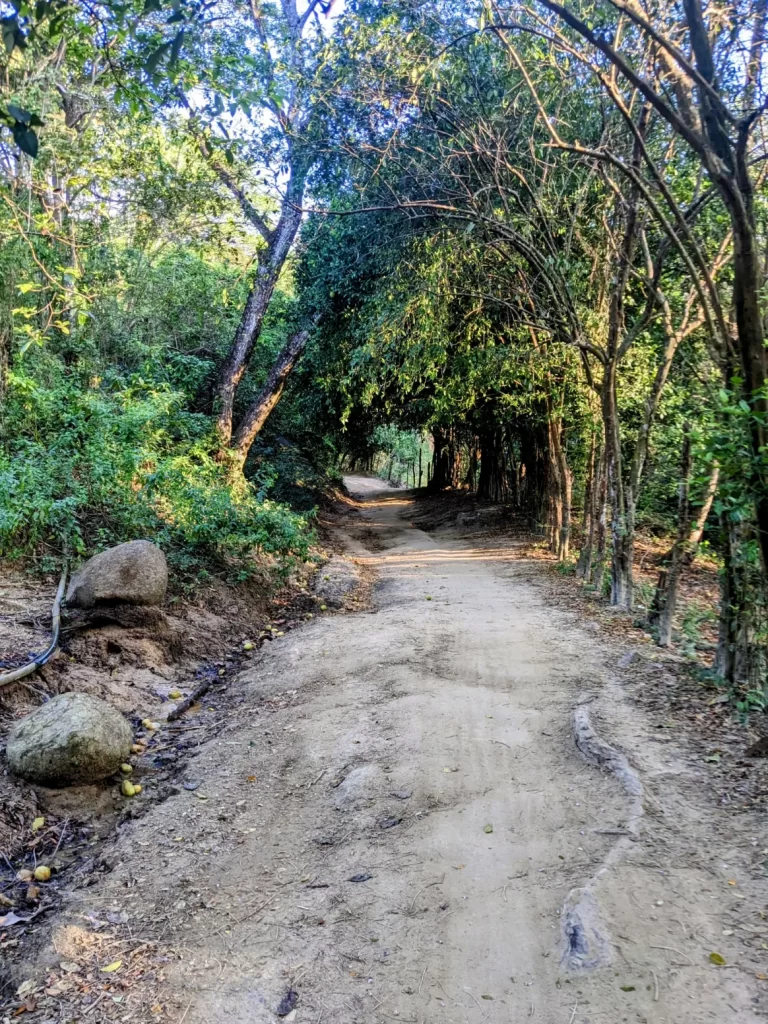tayrona national park two travel turtles