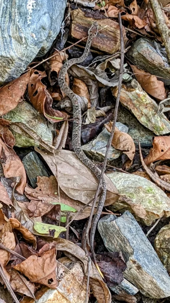 tayrona national park two travel turtles