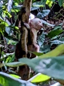 tayrona national park two travel turtles