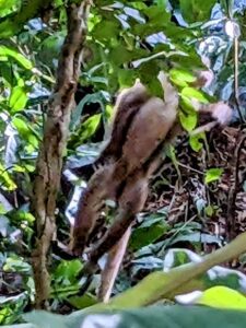 tayrona national park two travel turtles
