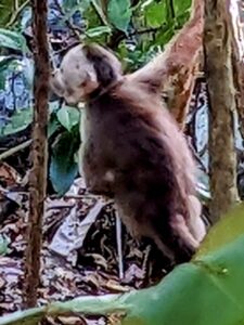 tayrona national park two travel turtles