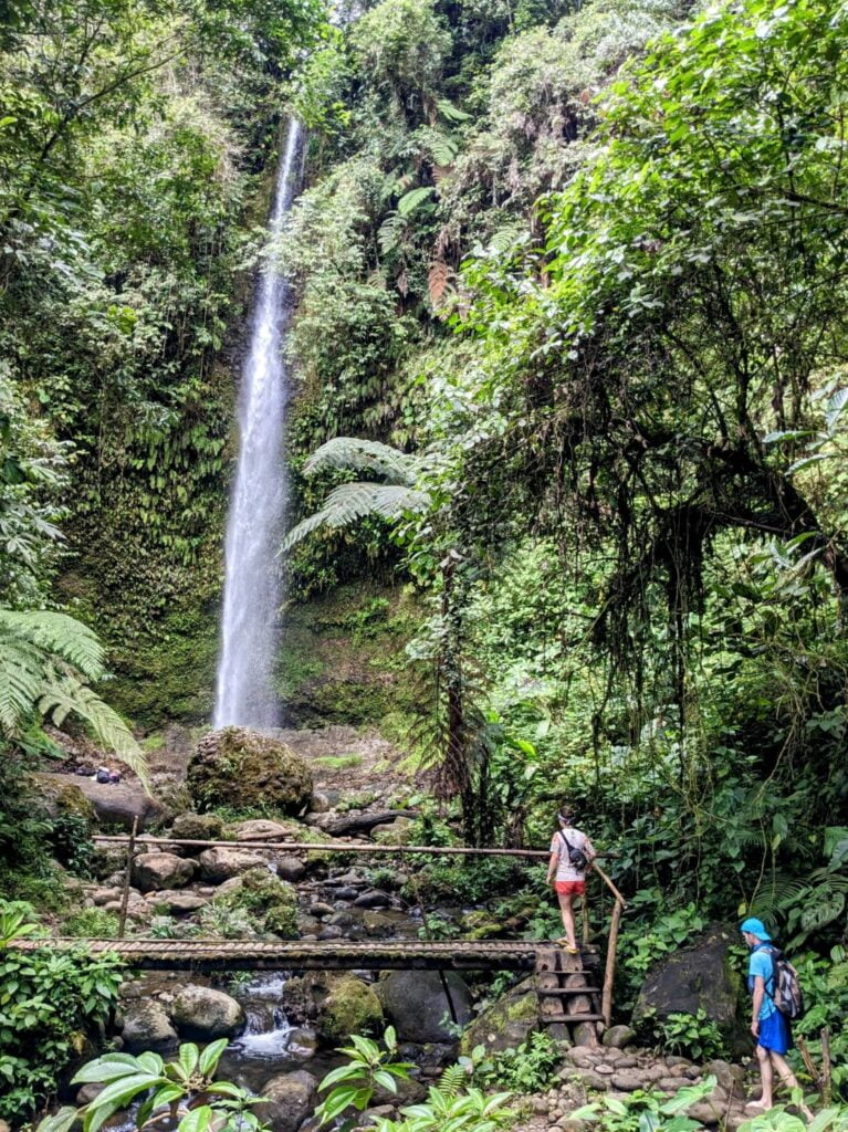 visit to the Amazon rainforest two travel turtles