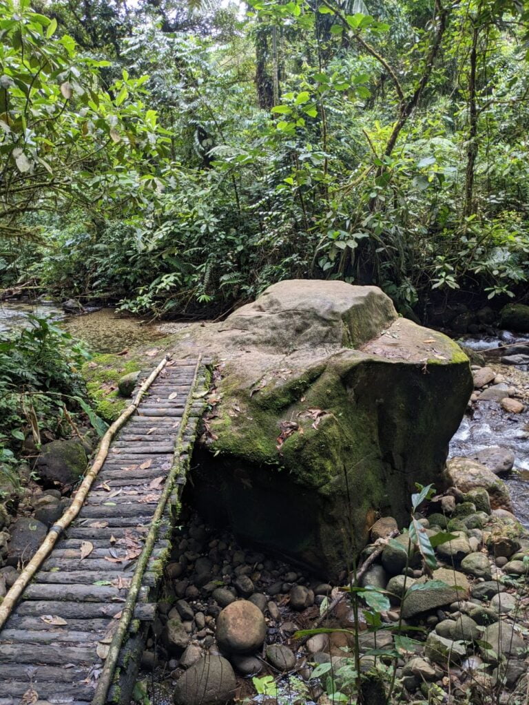 visit to the Amazon rainforest two travel turtles