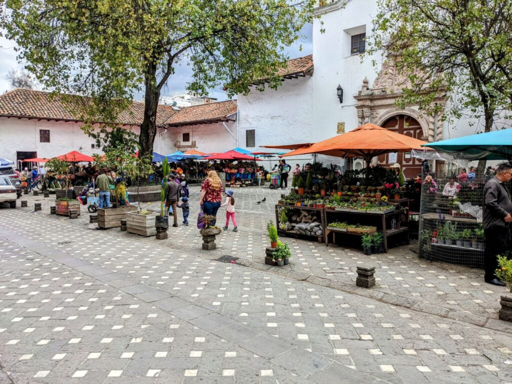 recovery day two travel turtles