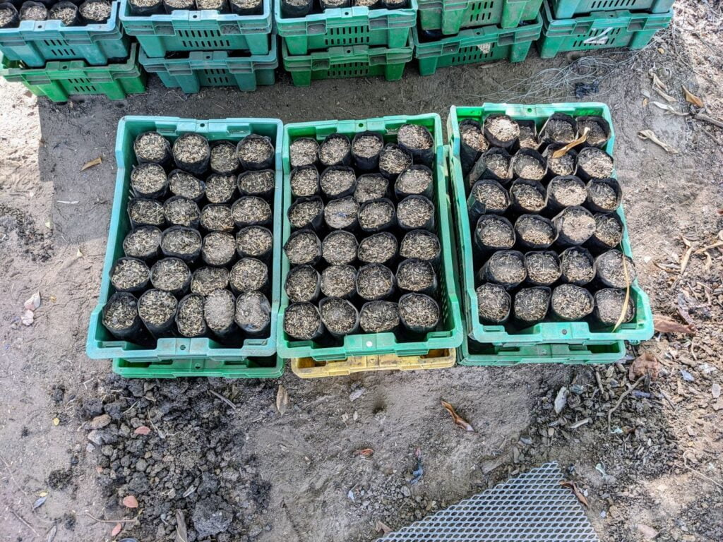 pedasí panama two travel turtles