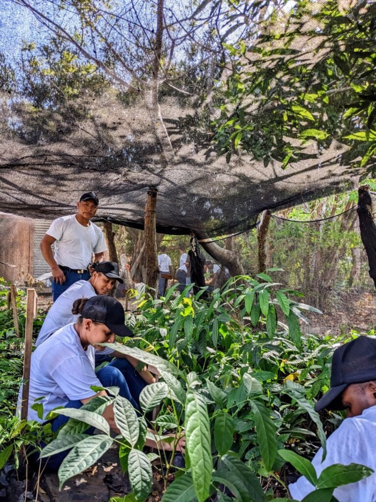 pedasí panama two travel turtles