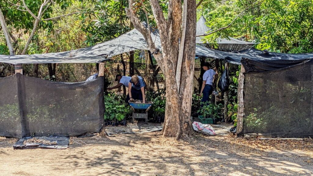 pedasí panama two travel turtles