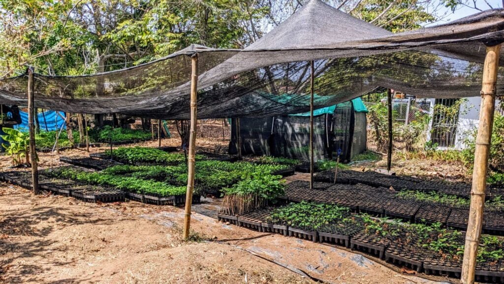 pedasí panama two travel turtles