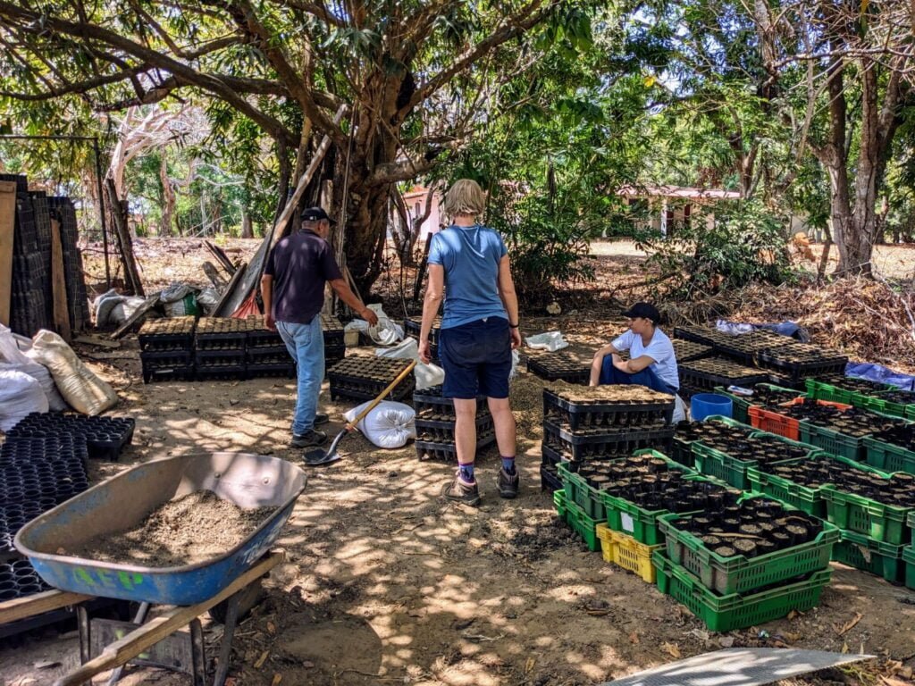 pedasí panama two travel turtles