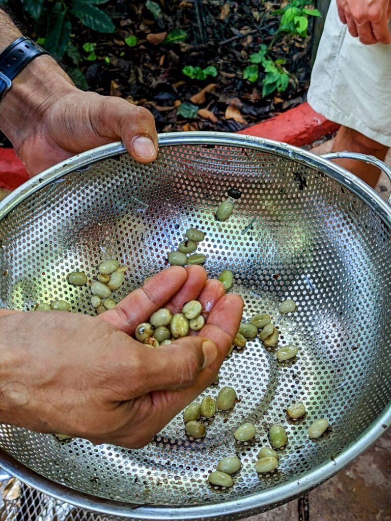 finca casanga coffee two travel turtles