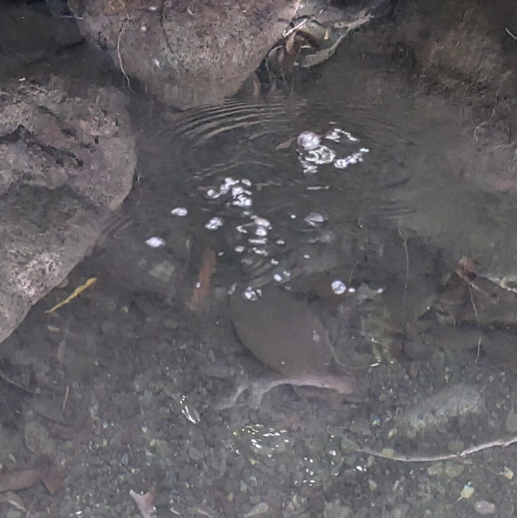 pozos termales two travel turtles