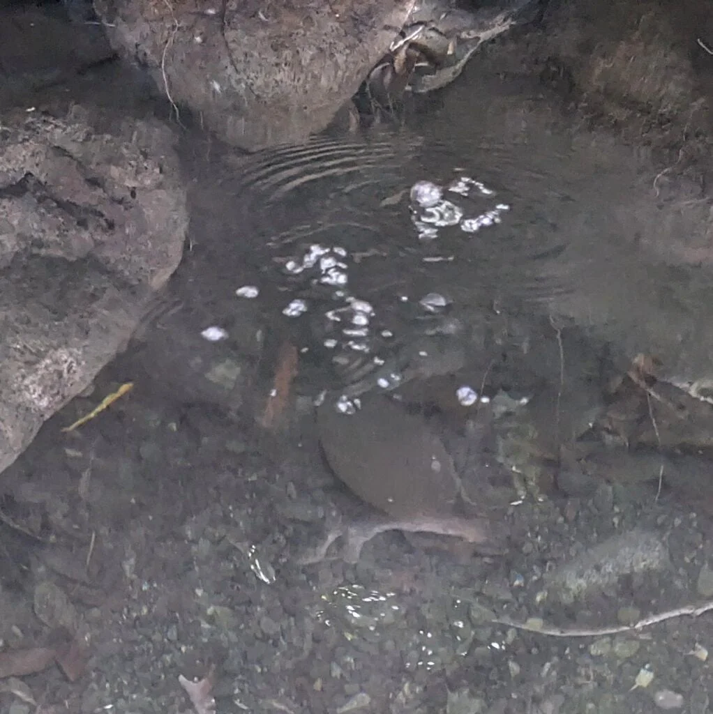pozos termales two travel turtles