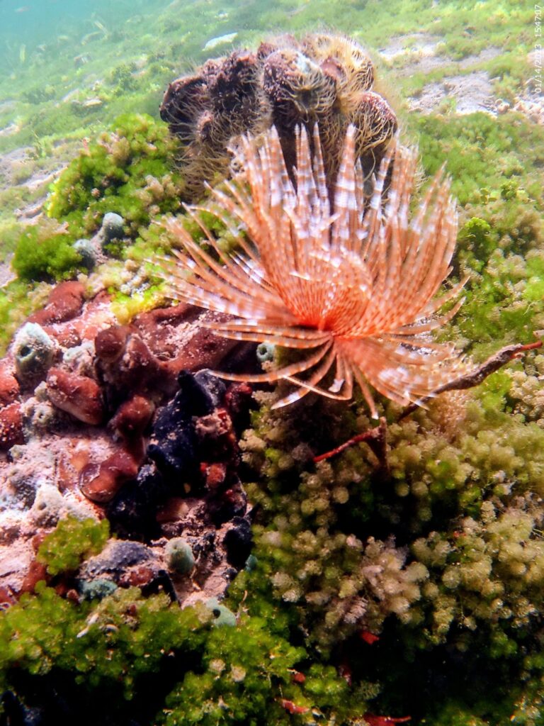 marine life at ojobio two travel turtles