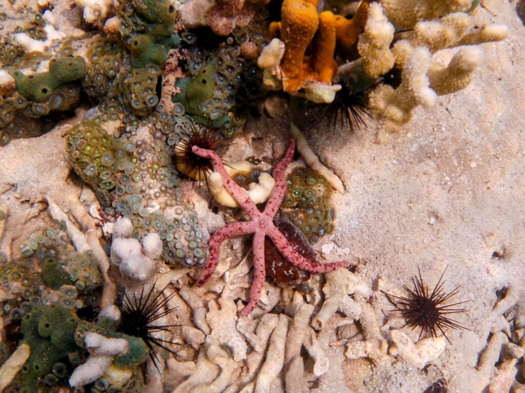 marine life at ojobio two travel turtles