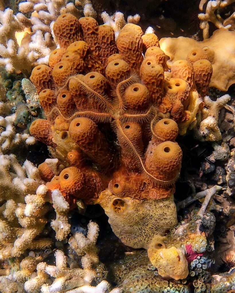 marine life at ojobio two travel turtles