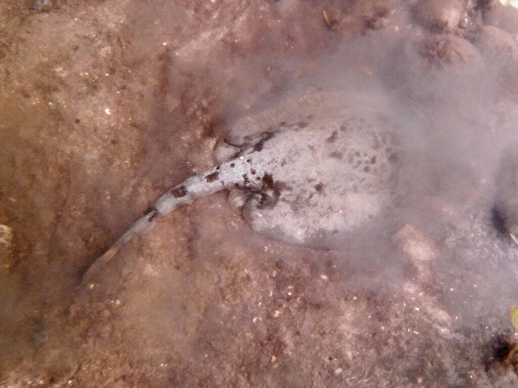 marine life at ojobio two travel turtles