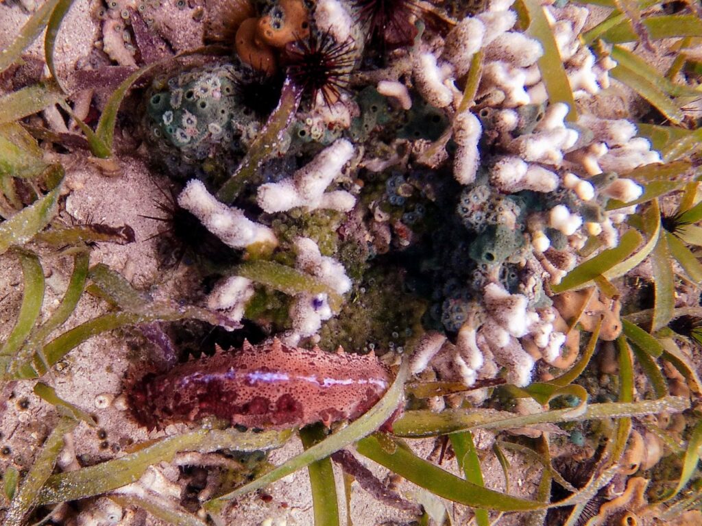 marine life at ojobio two travel turtles