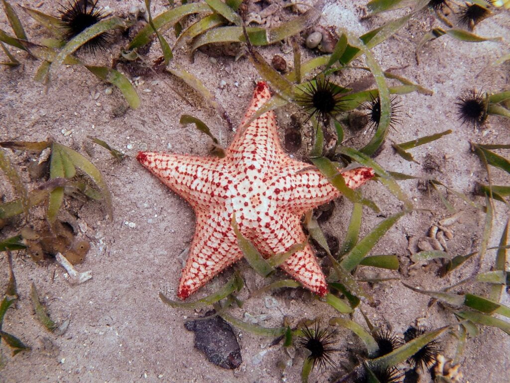 marine life at ojobio two travel turtles