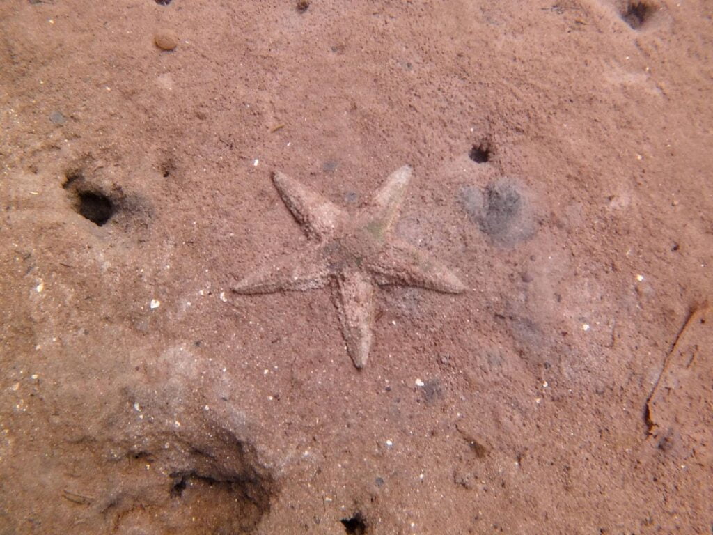 marine life at ojobio two travel turtles