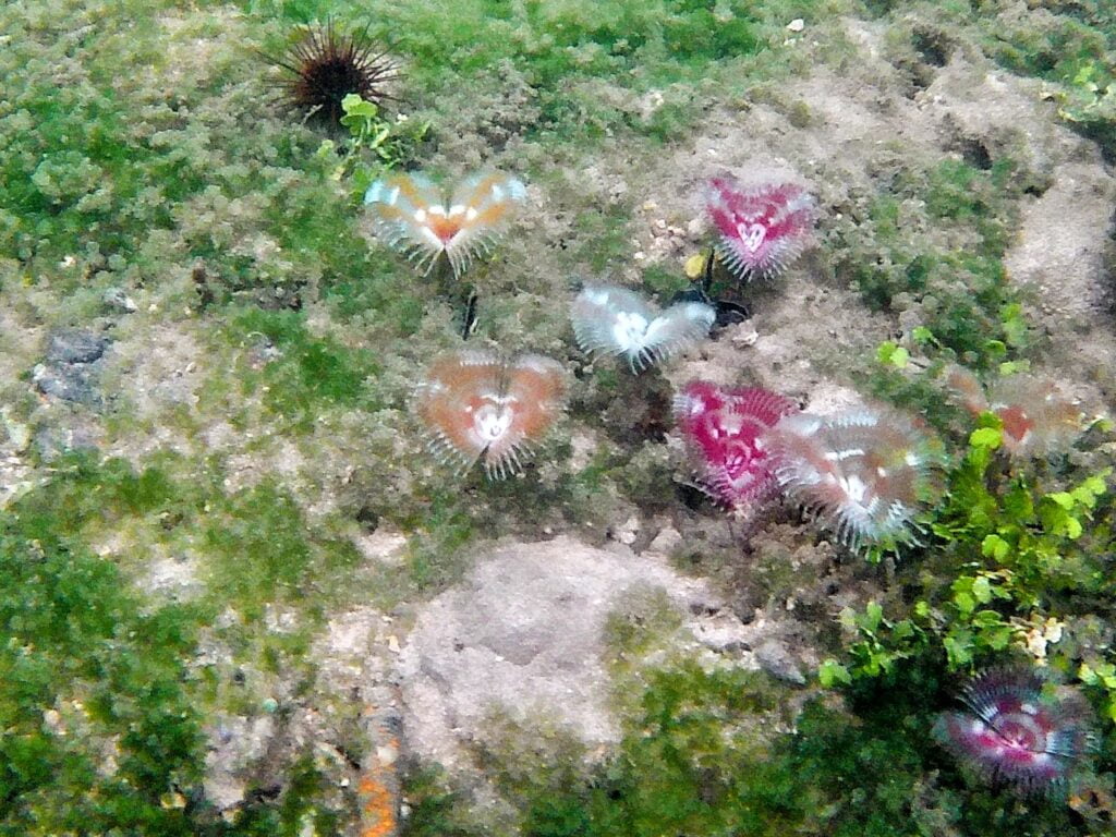 marine life at ojobio two travel turtles