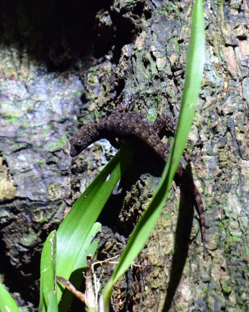 ojobio two travel turtles