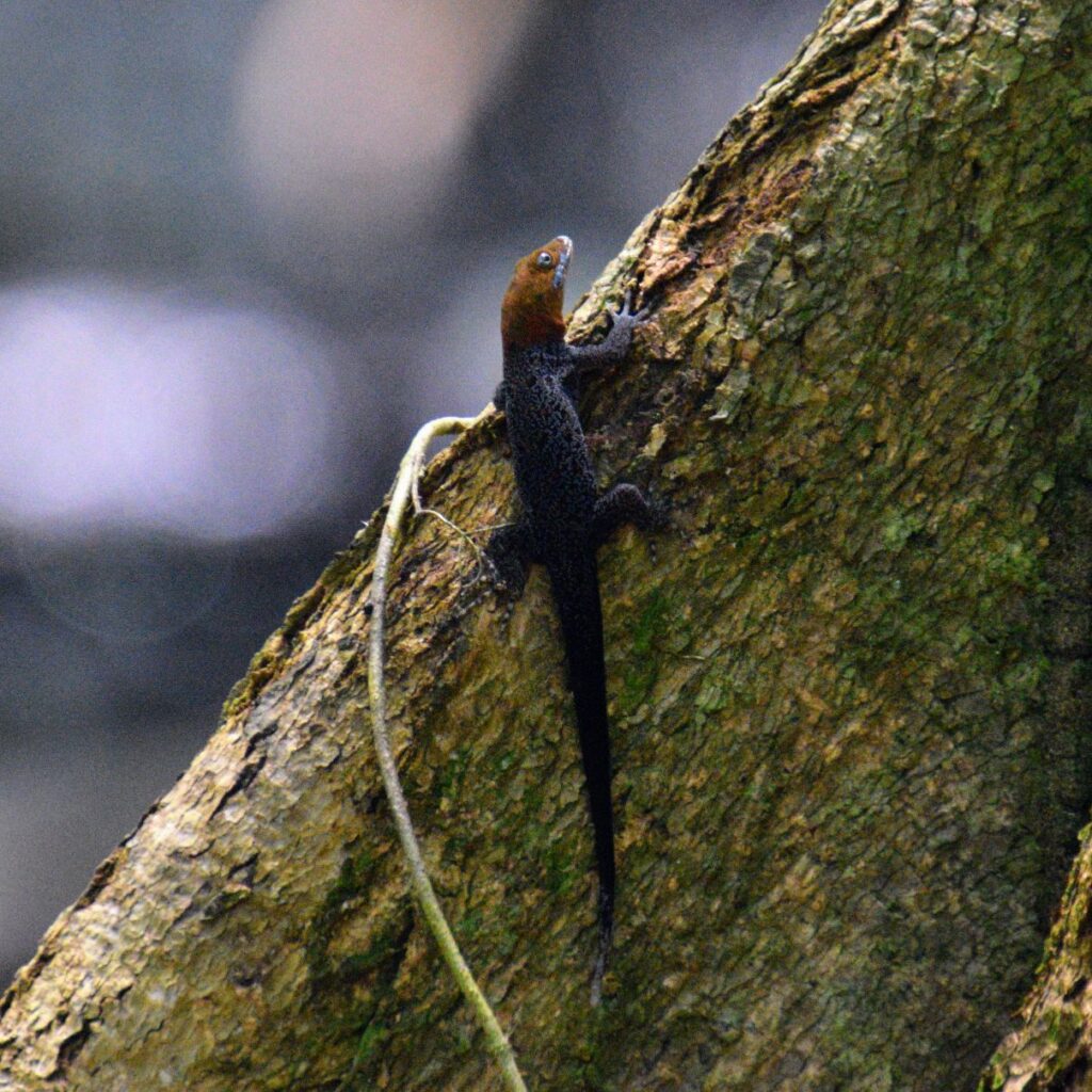 ojobio two travel turtles