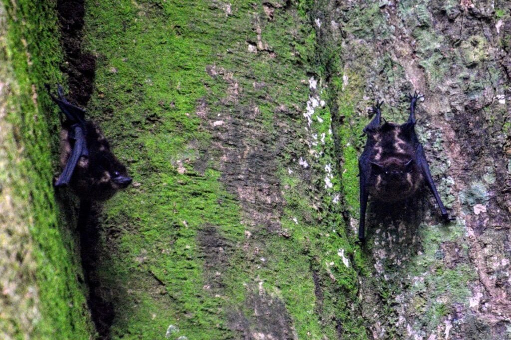 ojobio two travel turtles