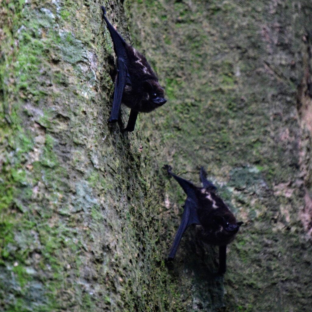 ojobio two travel turtles