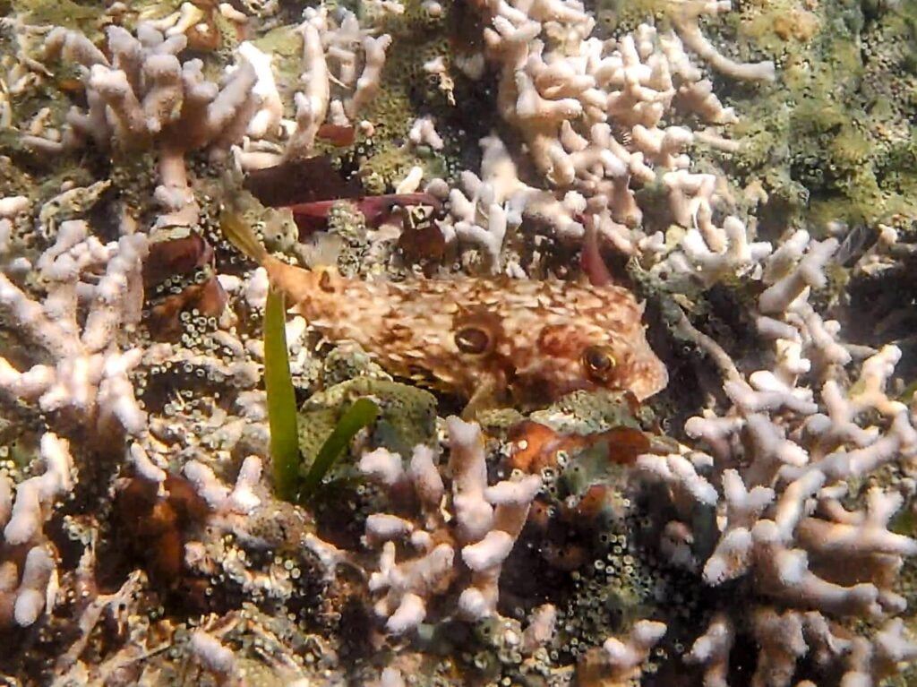 marine life at ojobio two travel turtles