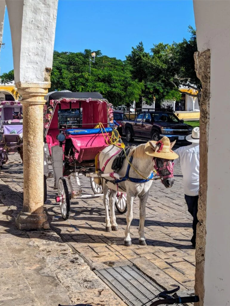 izamal two travel turtles