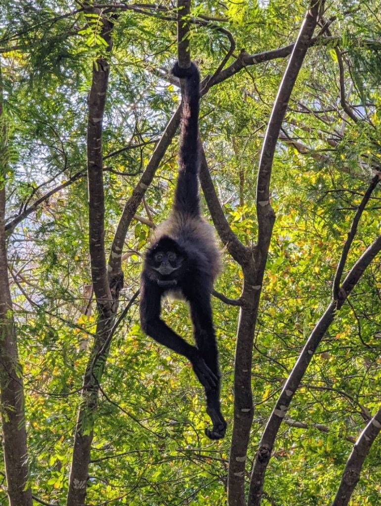 sumidero canyon national park two travel turtles