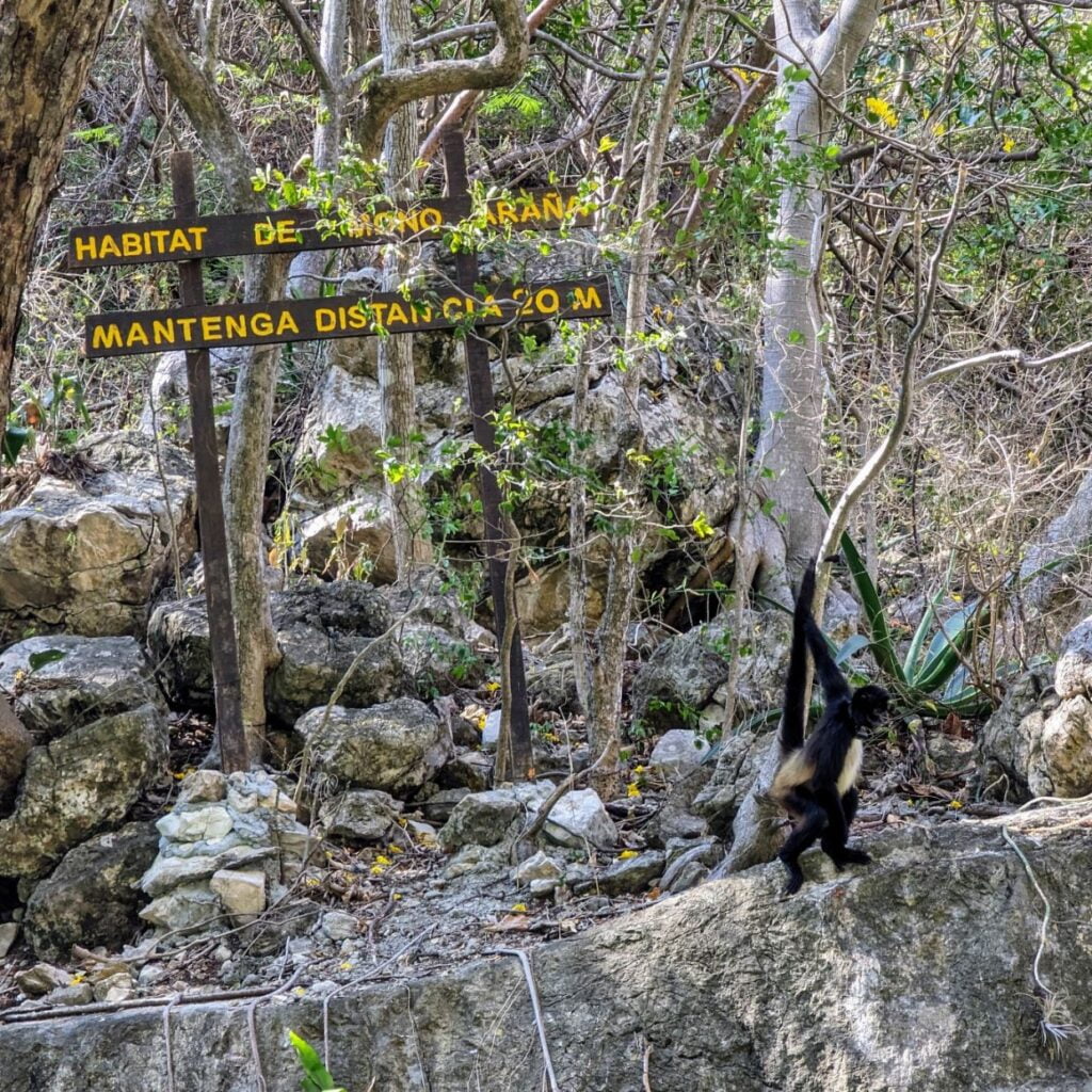 sumidero canyon national park two travel turtles