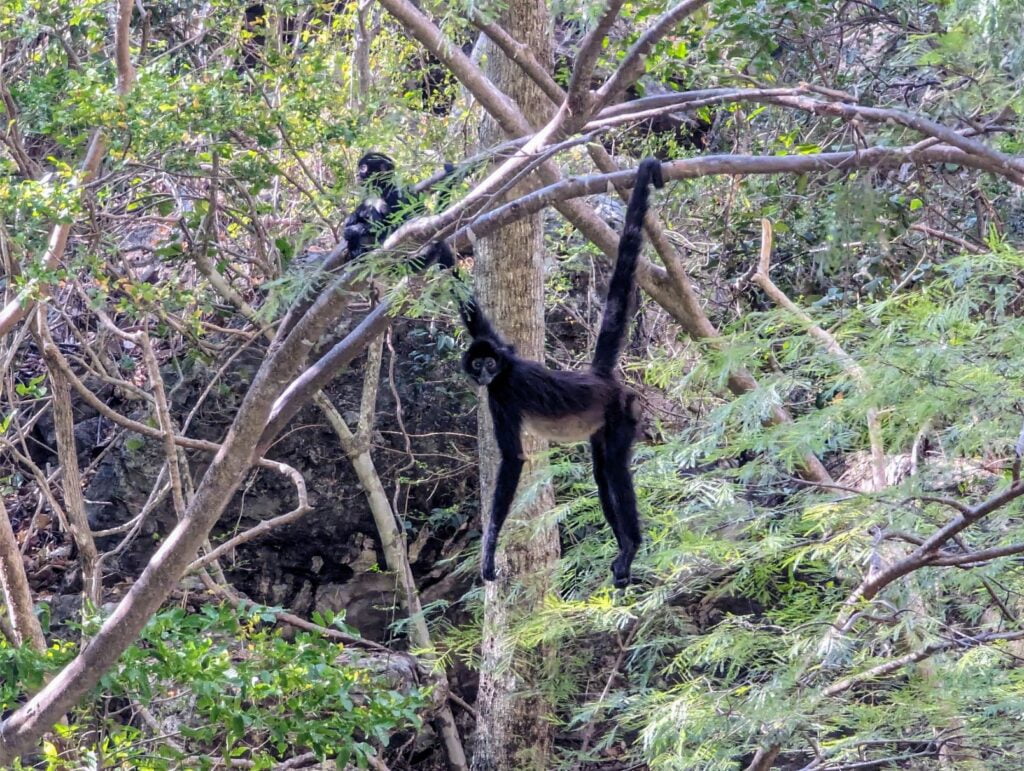 sumidero canyon national park two travel turtles