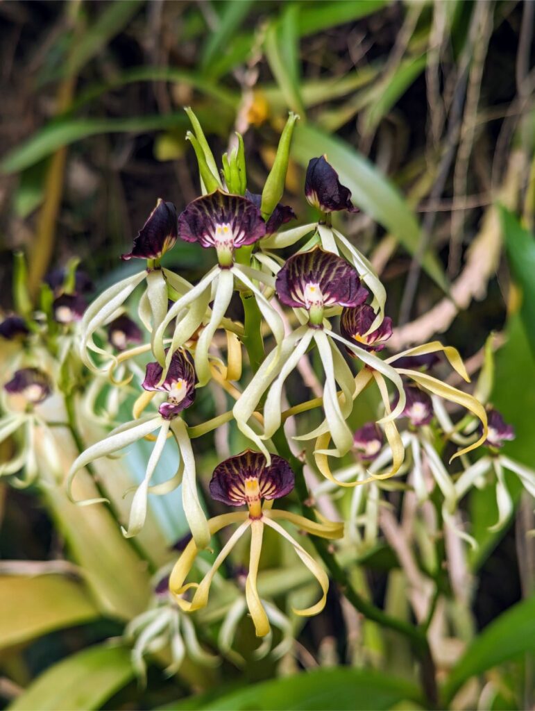 month in san cristobal two travel turtles