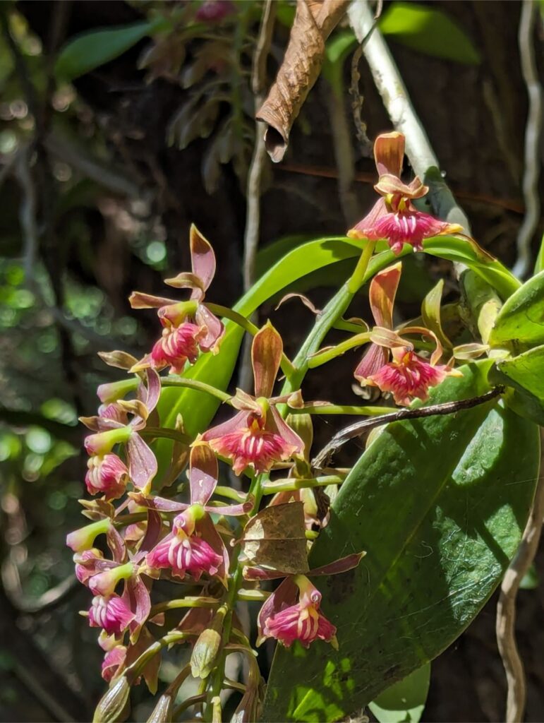 month in san cristobal two travel turtles